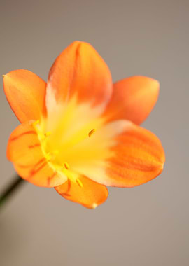 Orange clivia flower macro