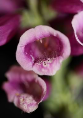 Purple flower blossoming