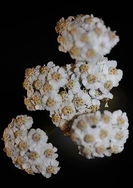 White flower blossom macro