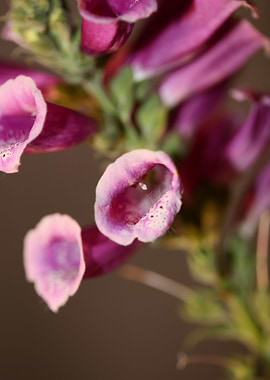 Purple purpurea flowering