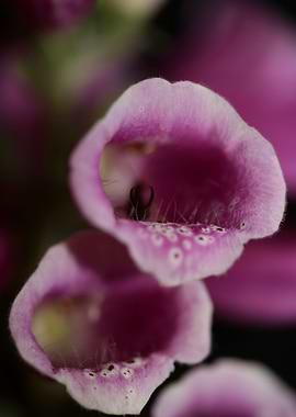 Purple flower blossoming