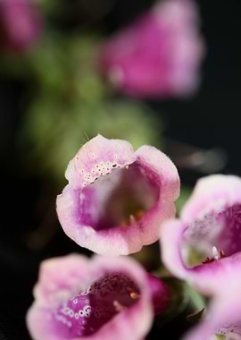 Purple flowering close up