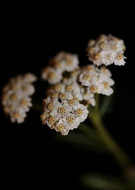 White flower blossom macro