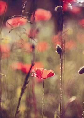Red field poppies, macro