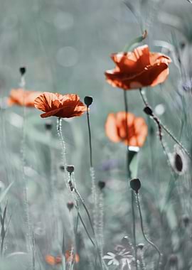 Red field poppies in glade