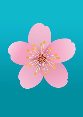 A blossom of a cherry tree