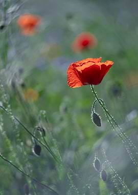 Red field poppies in glade