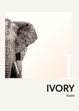 Color Alphabet Ivory I