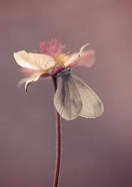 Butterfly on the flower