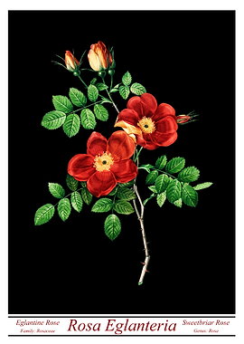 Rosa Eglanteria Black