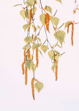 Birch Tree at Springtime