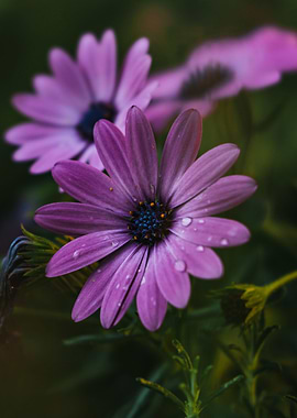Osteospermum Flower