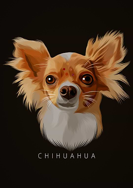 CHIHUAHUA 9