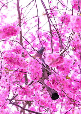 Bird in tree 1