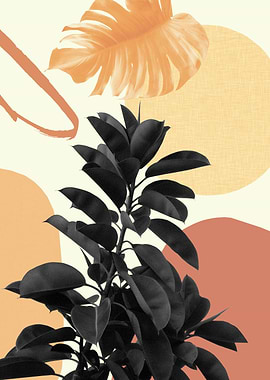 Ficus Summer Finesse 1