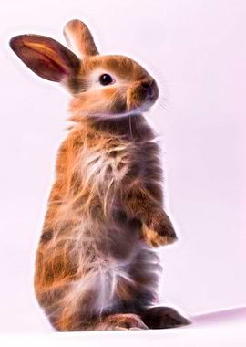 Rabbit Cute