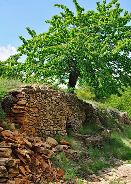Tree and stone wall