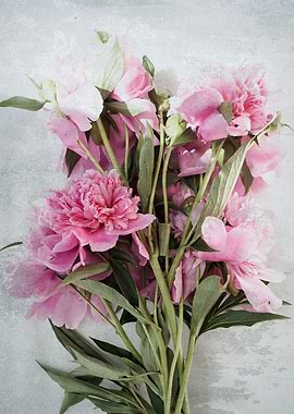 Pink peonies 11