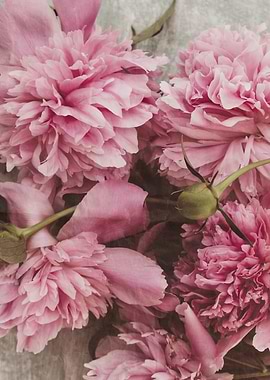 Pink peonies