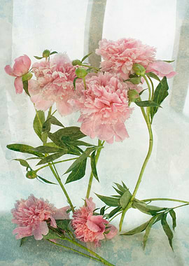 Pink peonies