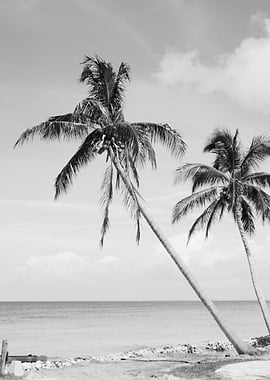 Palm Tree Beach Oasis 2