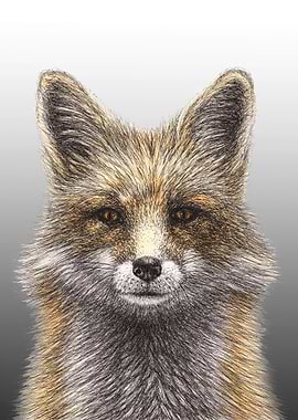 Fox Portrait