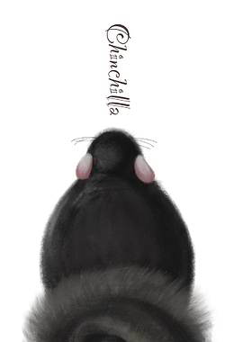 Chinchilla back