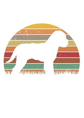 Lagotto Romagnolo Vintage