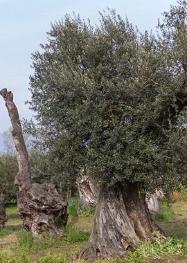 olive trees