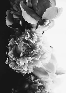 Abstract peonies