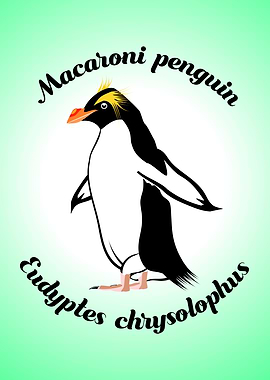 Macaroni Penguin