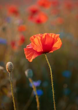 Red field poppies in glade