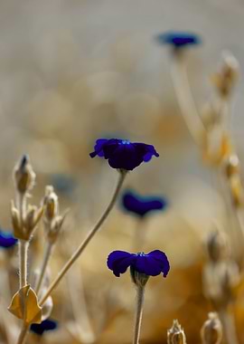 Blue flowers, impression