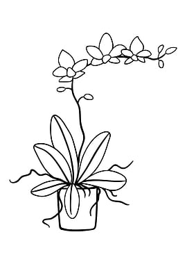 Potted Plant 24