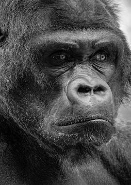 Gorilla Black White
