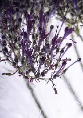 Blue throatwort in ice 1