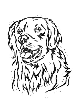 Golden Retriever dog