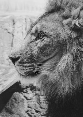 Lion Black White