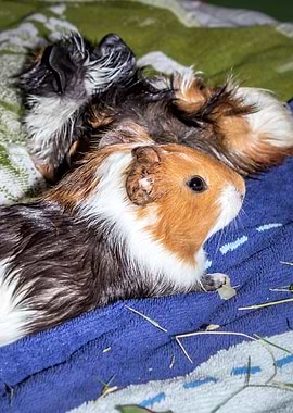 Guinea pigs relaxing