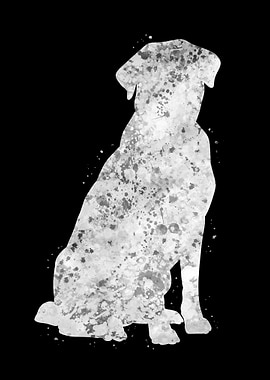 Labrador Retriever dog