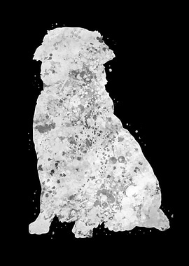 Golden Retriever dog