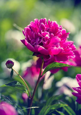Pink peony flowers, macro