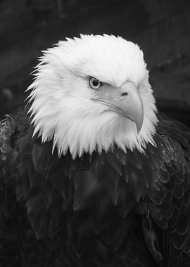 Black White Eagle