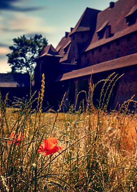 Castle, red poppy, travel