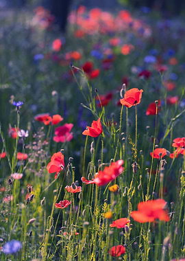 Red field poppies in glade