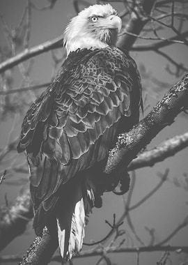 Black White Eagle