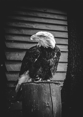 Black White Eagle