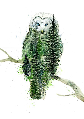 Athena Barred Owl