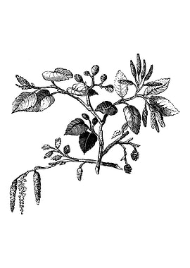 Alder Leaf and Flower