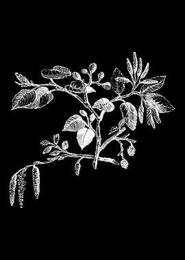 Alder Leaf and Flower II